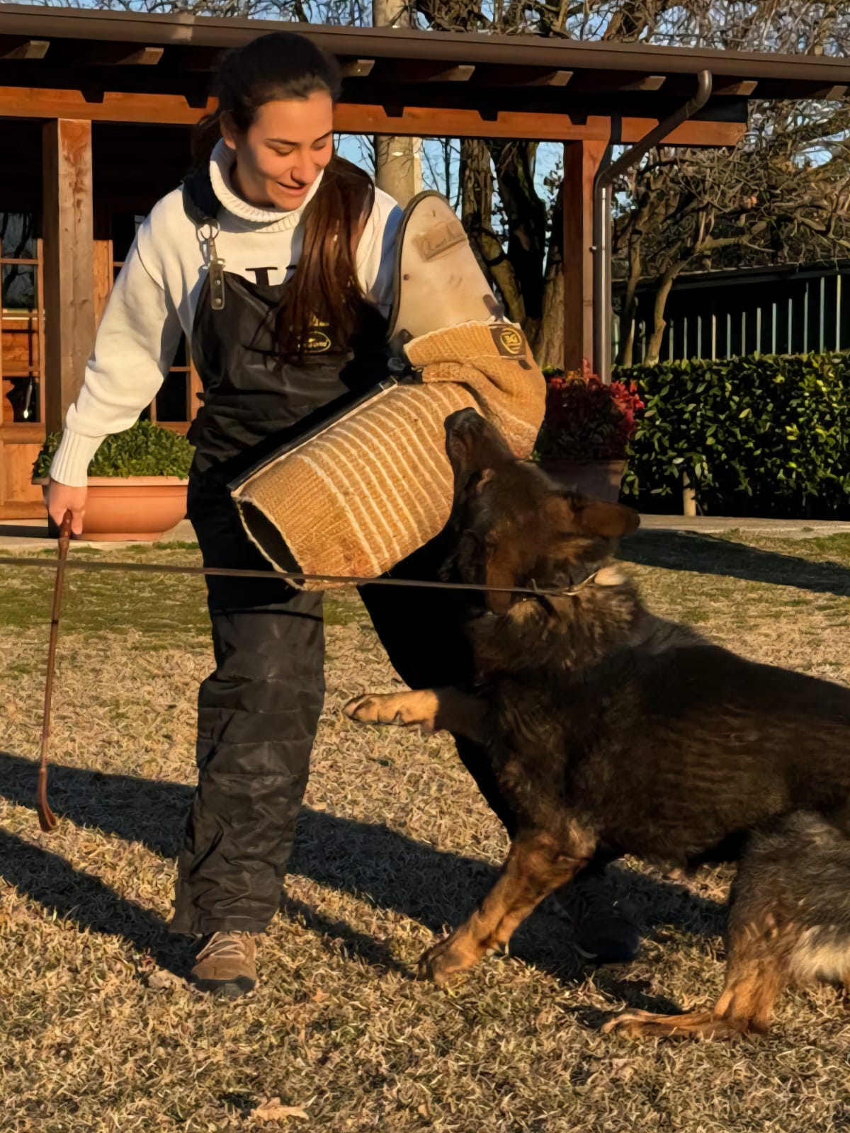 Cane addestrato